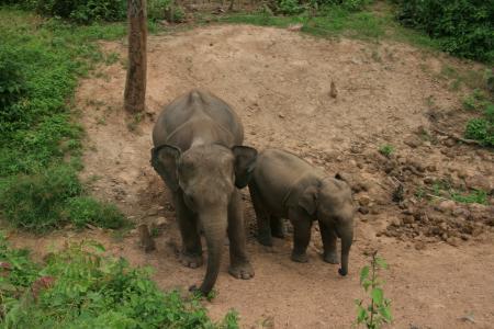 des elephents