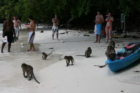 monkey beach