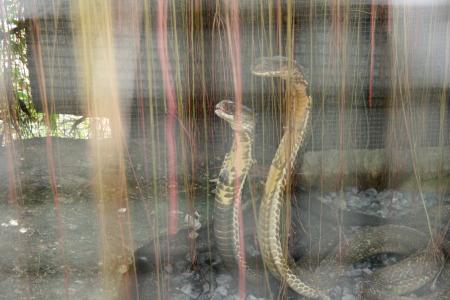 cobra